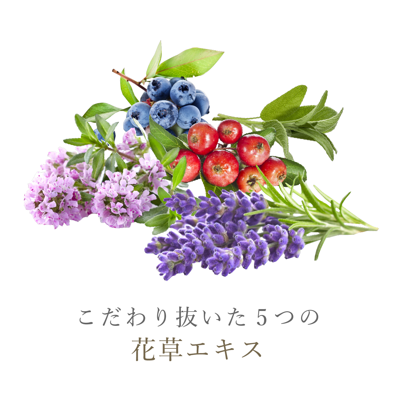 MAPUTI 有機香氛美胸霜 (60g)